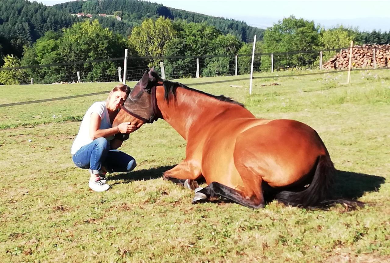 Chambre D'Hote Equestre Au Petit Bonheur Chateldon Exteriör bild