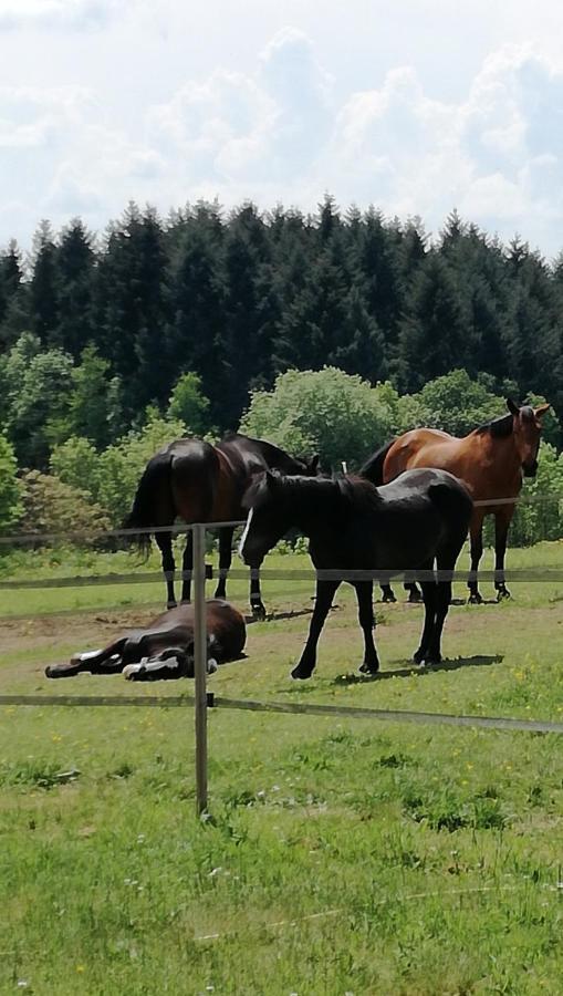 Chambre D'Hote Equestre Au Petit Bonheur Chateldon Exteriör bild
